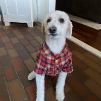 Fashion Dog
