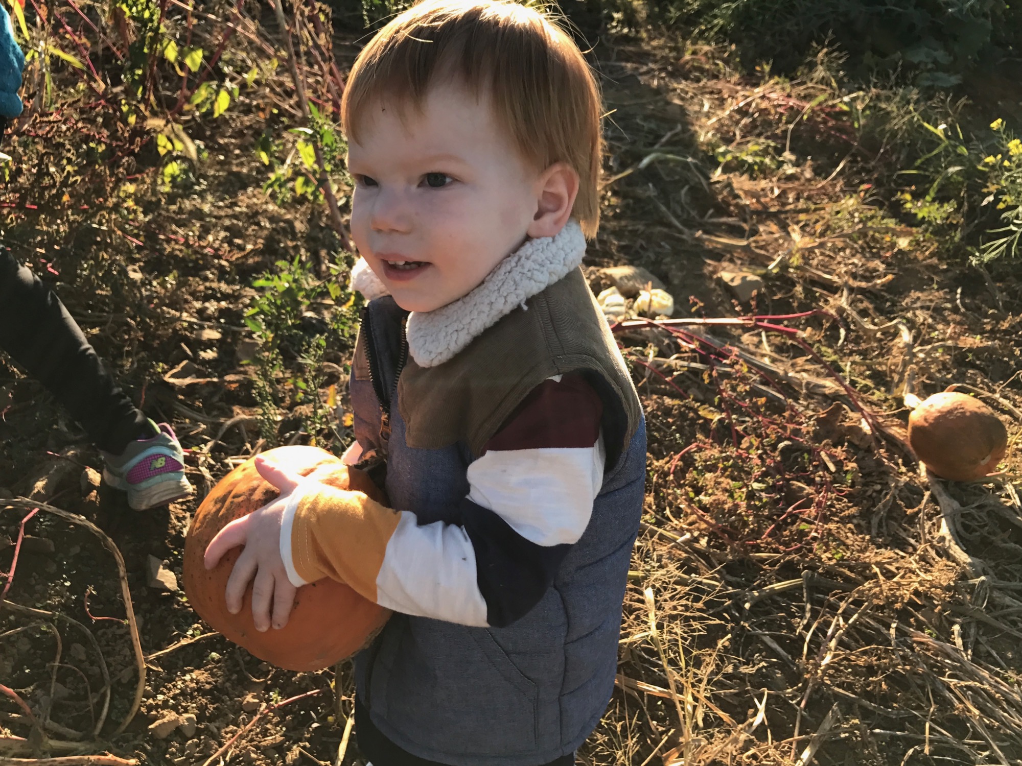 10-15-2016-pumpkin-patch-5 photo